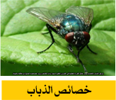 خصائص الذباب